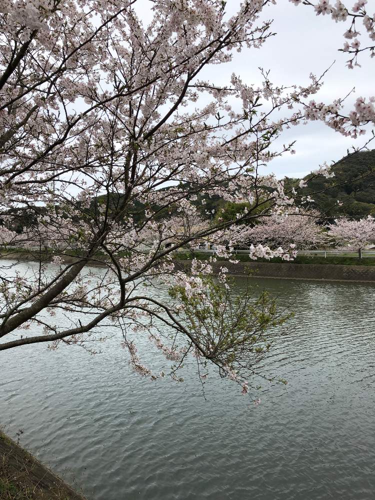 お出かけ先の画像 by 対馬ようこさん | お出かけ先と花のある暮らしと華やかとさくら 桜 サクラと桜気分
