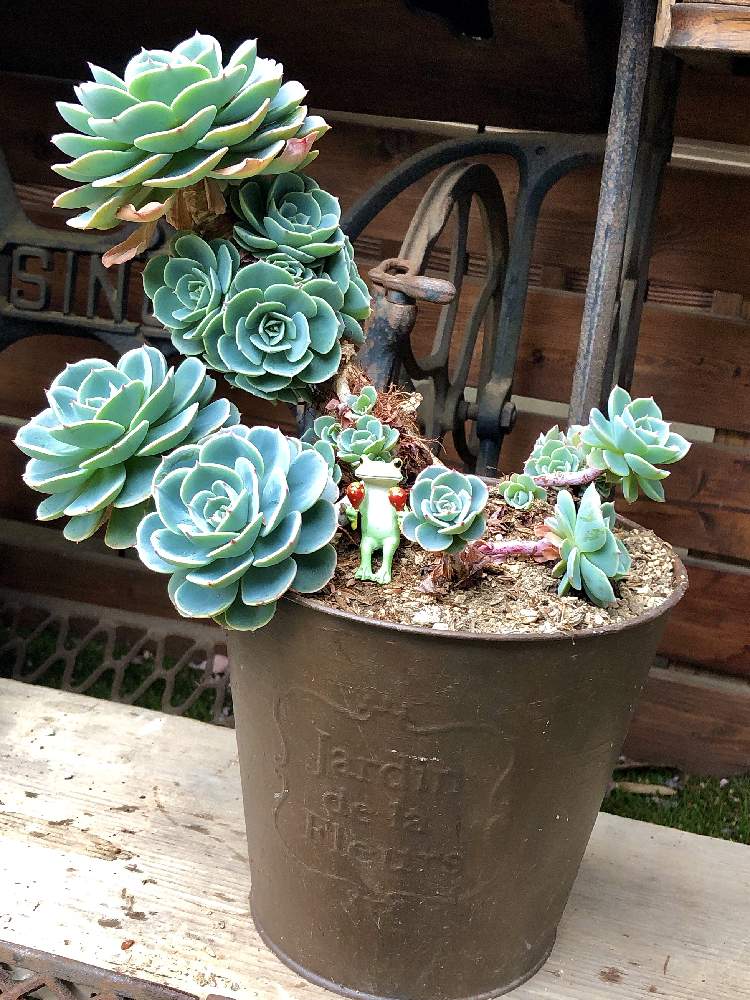 小さな庭の画像 by ❤︎15さん | 小さな庭と七福神と多肉植物とわが家の多肉スペースとぅん~マンダムとGS映えと植中毒とバラと夢CLUBと多肉2016同期と多肉女子とsingerアンティークミシン❤︎と花の16年組♡とサビサビ❤︎と多肉小屋❤︎と花も多肉も好き