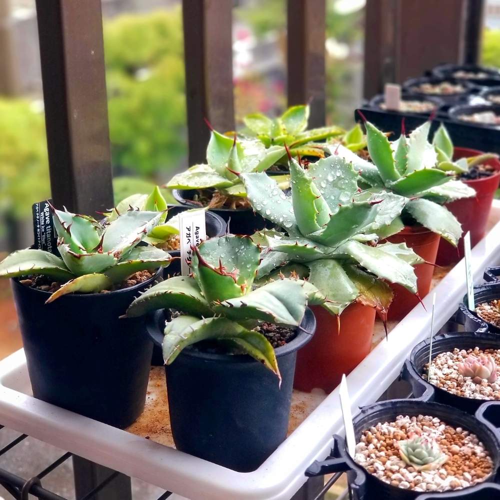 の画像 by けいちゃんさん | 多肉植物と植物のある暮らしとけいちゃん園芸とけいちゃんアガベと放置の力とアガベ属