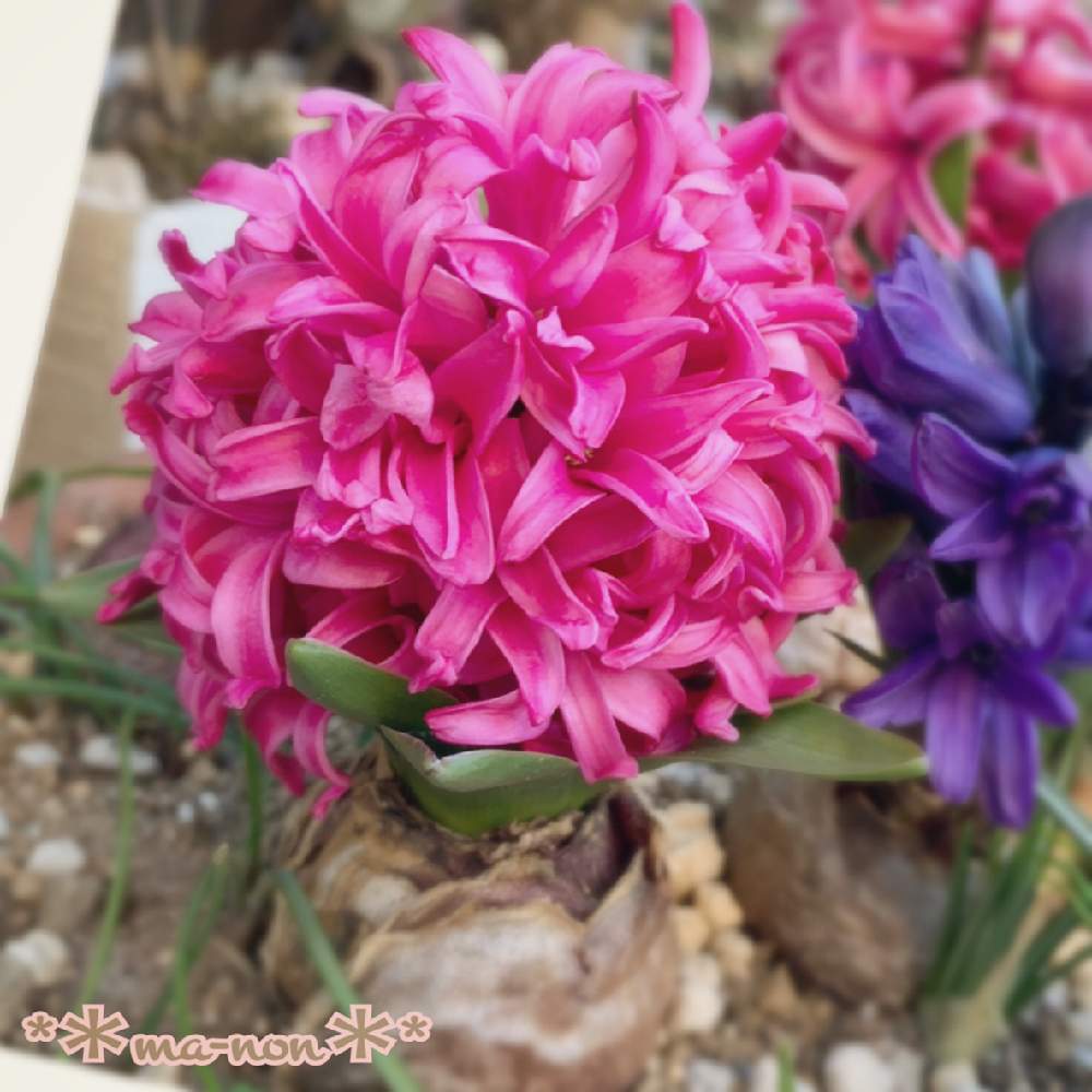 棚の画像 by のりまきさん | 棚と花のある暮らしとヒヤシンスの花とヒヤシンス鉢植と『秋植え球根2020』フォトコンテスト