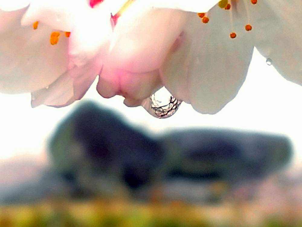 お出かけ先の画像 by toshi17さん | お出かけ先とソメイヨシノとさくら サクラ 桜としあわせ色とスマホ撮影と2020桜フォトコンと石舞台古墳とかわいい♡とお写んぽと華やかと可憐とGS映えとピンクワールドと癒される♪と綺麗と鮮やか とmicro worldと花のある暮らしと接写と白い花とGREEN UP!としずくとサクラ咲く♪と奈良