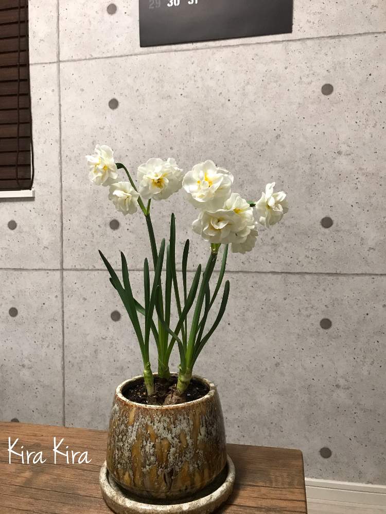 部屋の画像 by キラキラネーム⭐️さん | 部屋と八重咲き香り水仙ブライダルクラウンとGSありがとうとグリーンのある暮らしと週末ガーデナーと幸せいっぱい♡とお仕事お疲れ様♡とおうちフラワーフォトコンテストとやる気スイッチ♡と花のある暮らしと球根植物と癒し♡