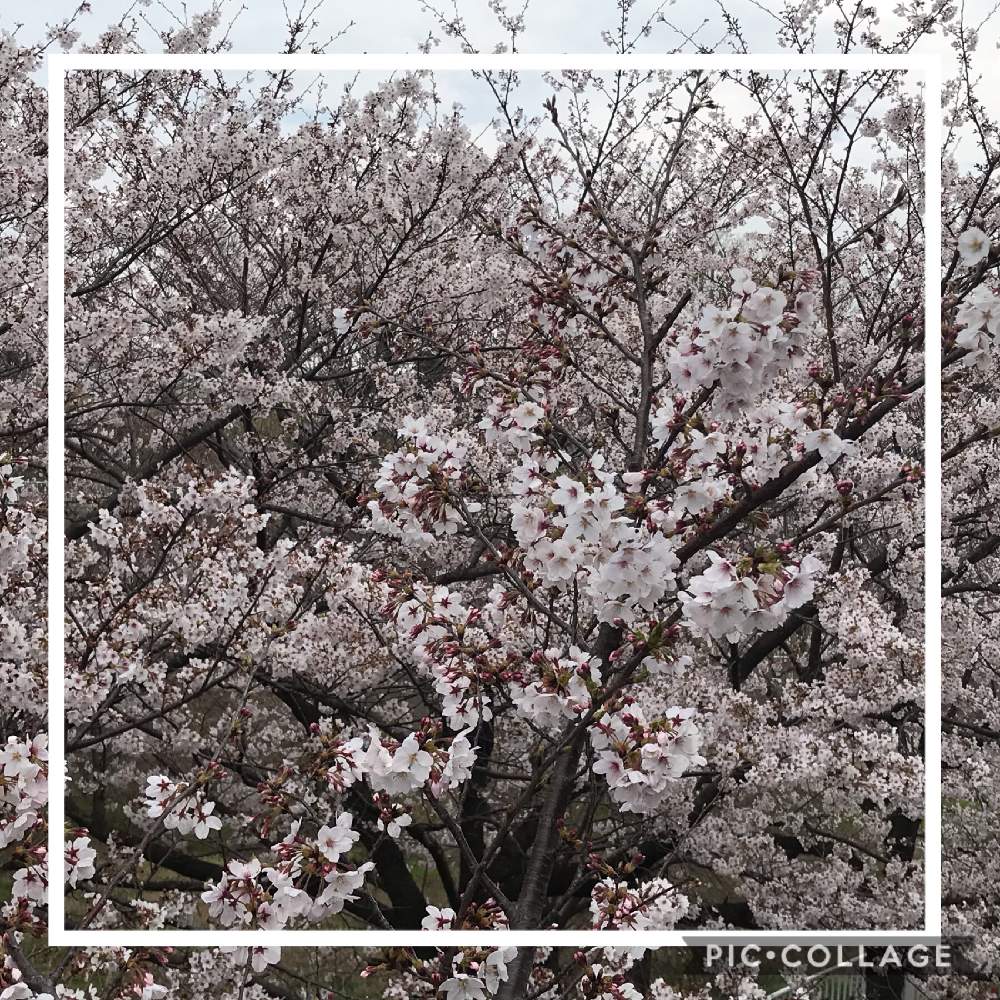 お出かけ先の画像 by アナベルさん | お出かけ先と桜 ソメイヨシノとピンクの花といろいろあります!とナチュラルガーデンとみどり大好きと植中毒とさくら 桜 サクラと楽しい庭と花のある暮らしと桜咲く2020と草花大好き