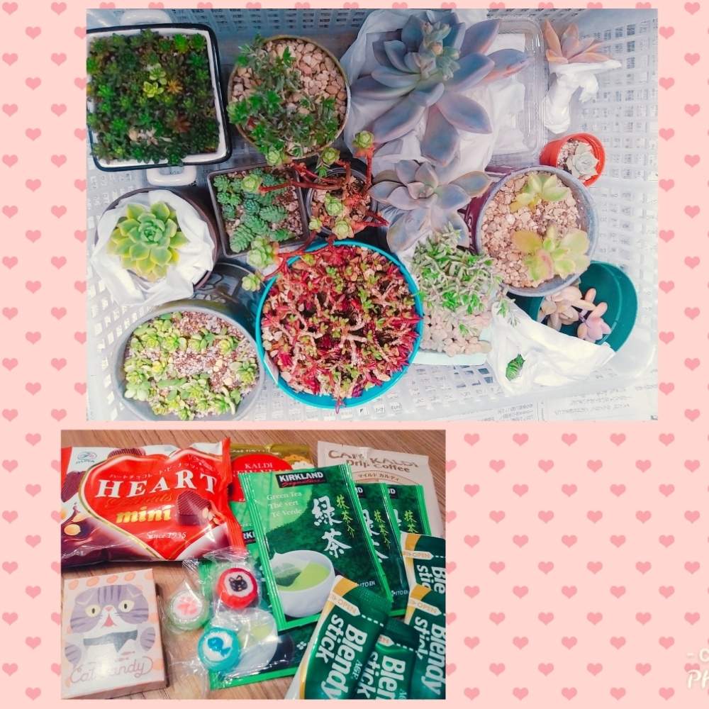 部屋の画像 by ちこりんさん | 部屋とピンキーと斑入りタイトゴメと粉雪と斑入り熊童子とセダム アルブム 'ベッラ デ インヴェルノ'とバーナティとマッコス錦とピンキー✧とHTCとマッコス錦☻︎と粉雪 セダムとありがとう❤️とローラ✨と感謝とはるが来た!とバラと夢CLUBとバーナティーと多肉女子とたに倶楽部と パンクチュラータと花のある暮らしとHTC社員とげんき!とたにおたくらぶとアルブム ベッラ デ インベルノと多肉 斑入りタイトゴメ