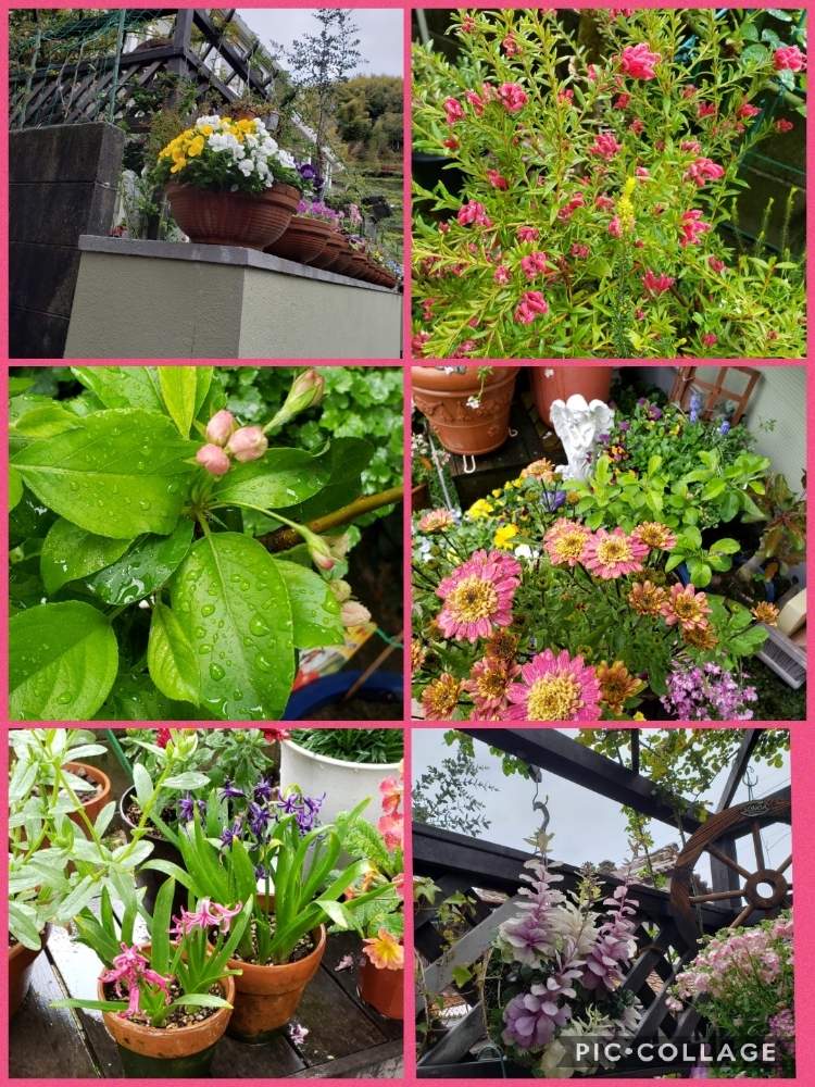 小さな庭の画像 by 天空のバラの五線譜さん | 小さな庭と立体的な庭造りと寄せ植えバスケットとイングリッシュガーデンと花のある暮らしと花色癒し