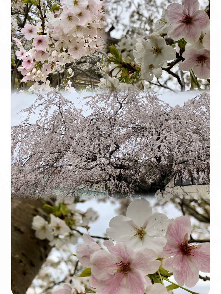 お出かけ先の画像 by kayさん | お出かけ先と枝垂れ桜と花のある暮らしと植中毒と2020桜フォトコン