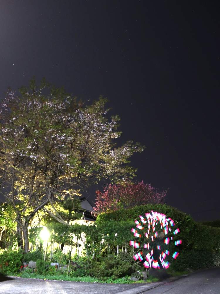 の画像 by ローズマリンさん | サクラとヤマザクラと乙女ピンクと鹿児島県と2020桜フォトコンとキュンキュン乙女倶楽部