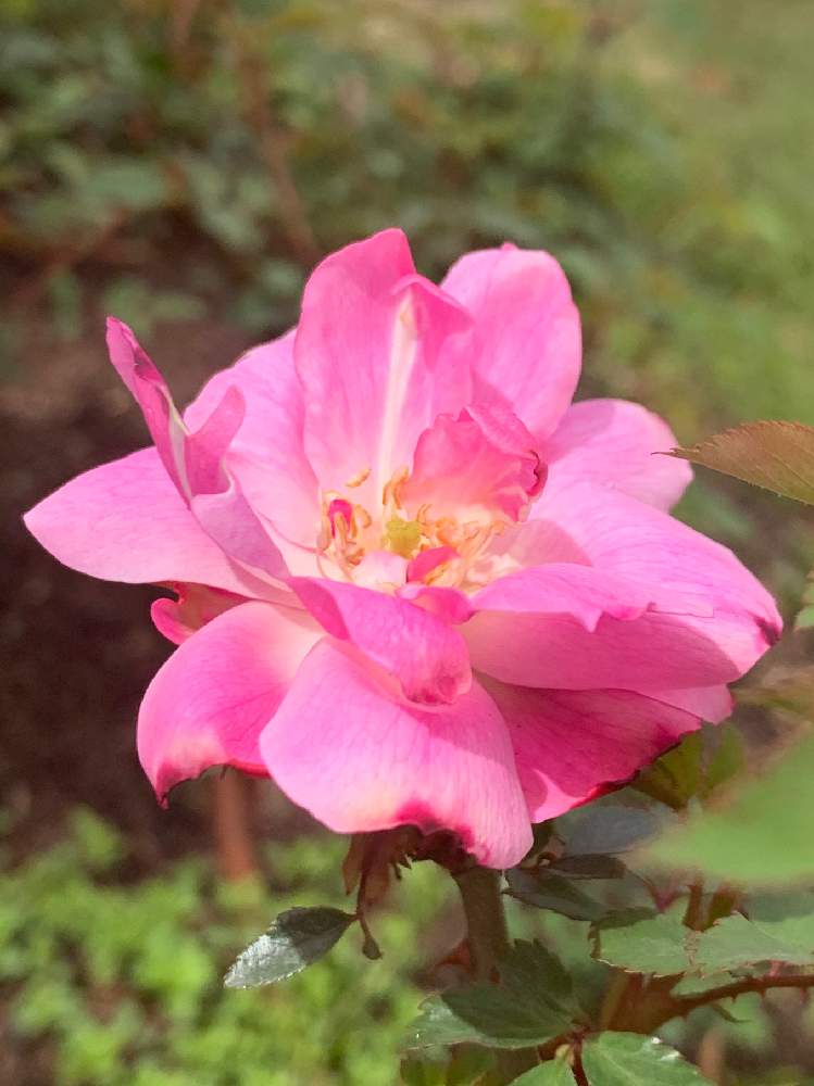 お出かけ先の画像 by Okavangoさん | お出かけ先と薔薇と春・OSAKAと大阪中之島バラ園と大阪市中之島公園と春・萌ゆとばら バラ 薔薇と薔薇愛同盟と1/100万本の薔薇と薔薇♪と桜・もも・ピンク