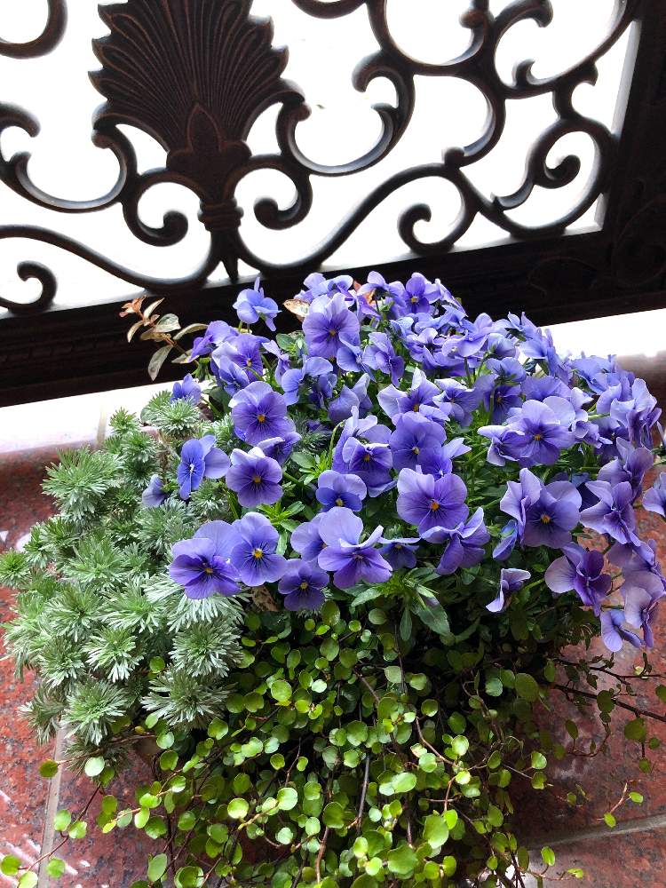 玄関の画像 by スワンさん | 玄関とワイヤープランツと朝霧草とビオラと初雪カズラと花のある暮らしと春がきた♪とよい 1日をと寄せ植え☆2