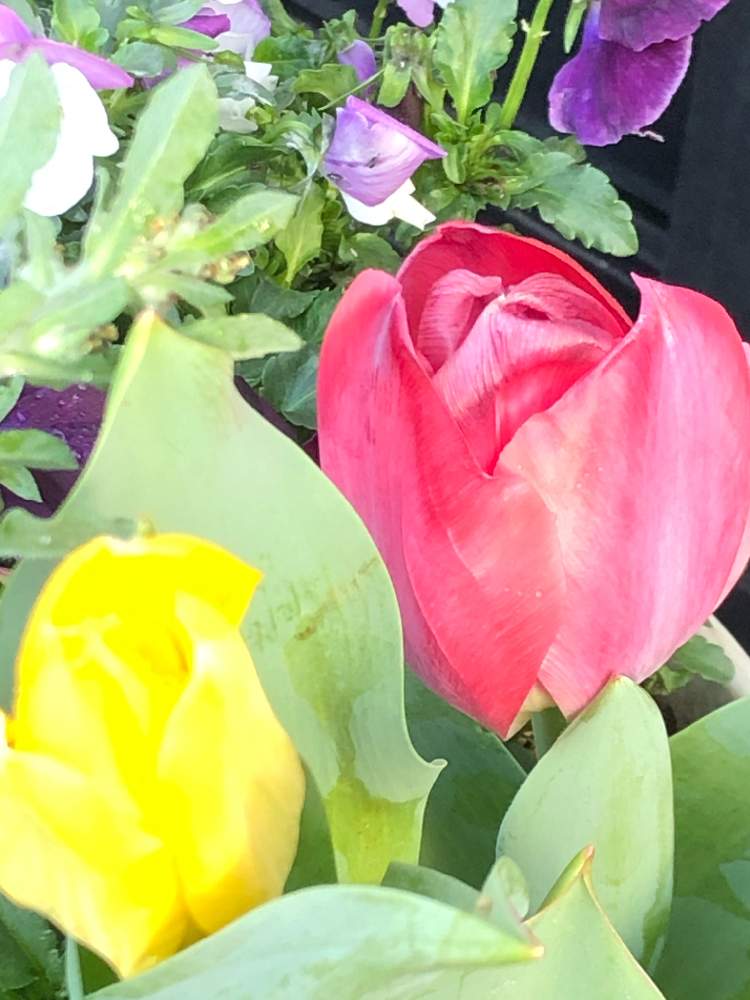 バルコニー/ベランダの画像 by キミさん | バルコニー/ベランダとチューリップとビオラと春のお花といつも心に花束をとキラキラ✨と球根からと花いっぱいプロジェクトと色鮮やか♪と新型コロナウィルスに負けるなとキレイ☆と感謝と元気!とこういう時こそお花を飾ろうと今日も元気でとオリンピックのサルビアを救いたいと綺麗な色♡と花のある暮らしと色がキレイと今朝の1枚とかわいい❤と素敵と咲いた!と『秋植え球根2020』フォトコンテスト