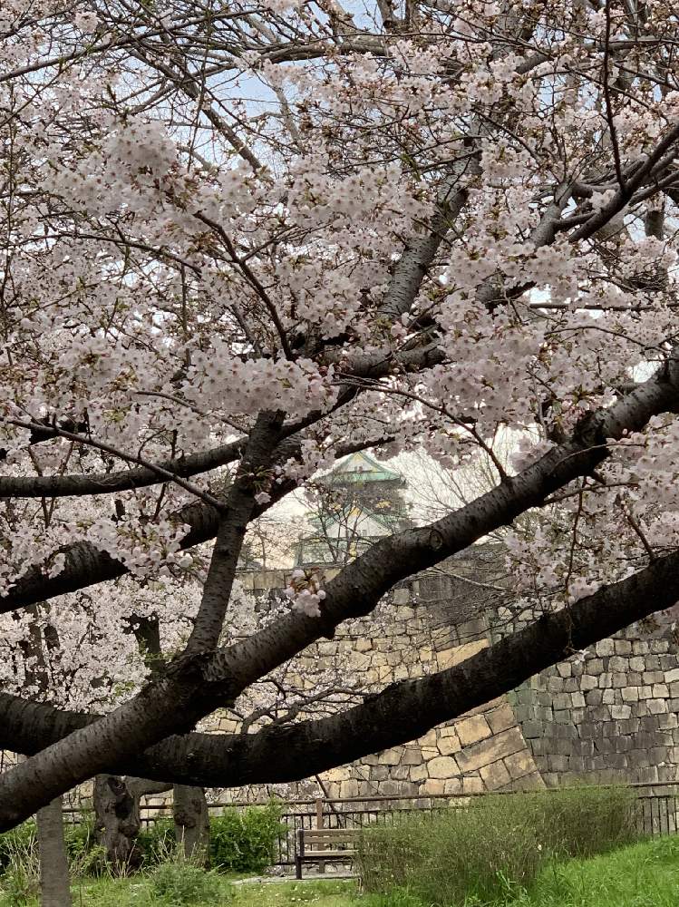 お出かけ先の画像 by Okavangoさん | お出かけ先とさくら サクラ 桜と2020桜フォトコンと三春色と大阪城公園の四季と春・OSAKAと春・萌ゆとThis morning!と大坂城と城郭・天守閣