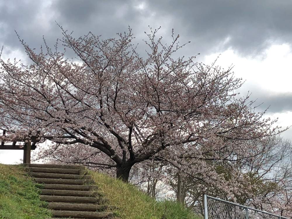 お出かけ先の画像 by ga-さん | お出かけ先とソメイヨシノと2020桜フォトコンと元気になって!とGreenが好きと成長中と私応援してますから〜(o^^o)とピンク大好きといい香りと花のある暮らしと観察してまーすと多肉植物好きとベランダ菜園部