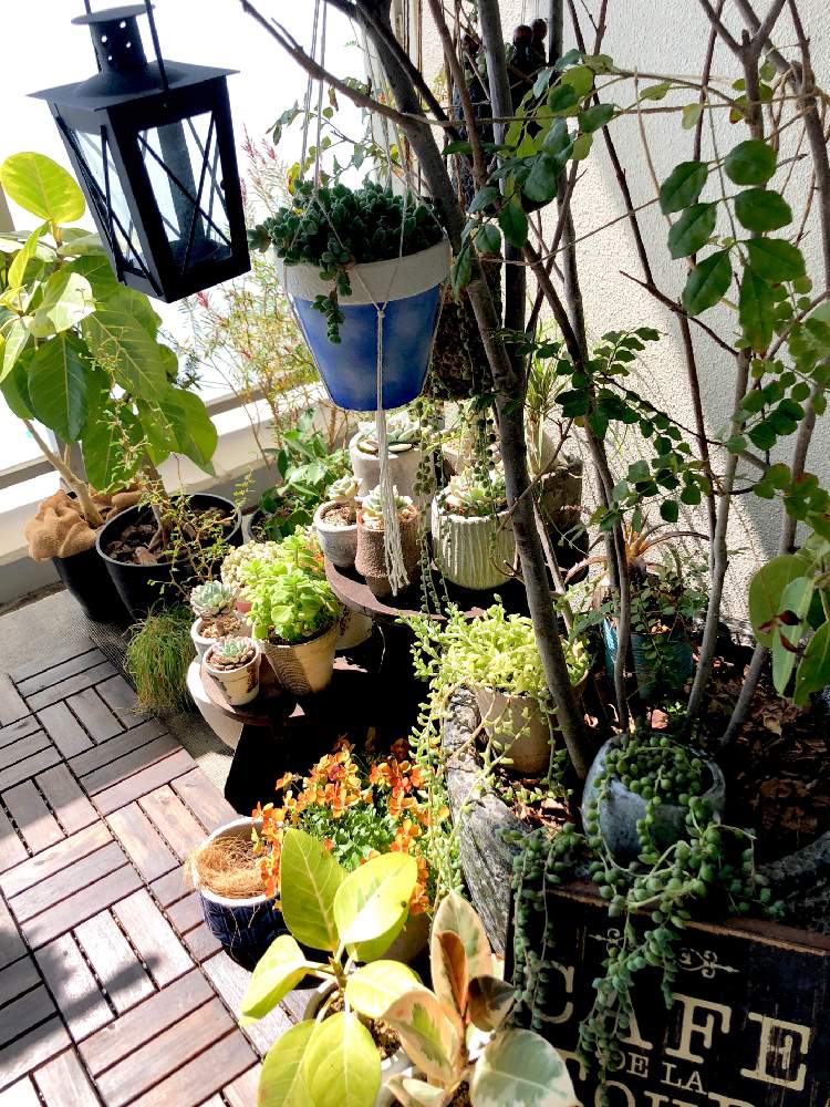 バルコニー/ベランダの画像 by くるとん**さん | バルコニー/ベランダと多肉植物とたにおたくらぶNo.147とヒヤミカチ首里城!と神奈川タニラーとベランダガーデンとno green no lifeと緑のある暮らしと多肉ラボ©とエケベリア属と花のある暮らしとたにおたくらぶ