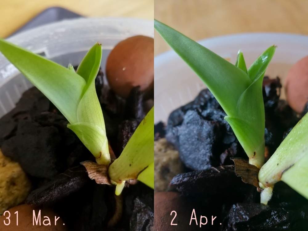 部屋の画像 by woodAppleさん | 部屋と菌根菌とフラグミペディウム原種とPhragmipedium besseaeと蘭はいいよ❤️