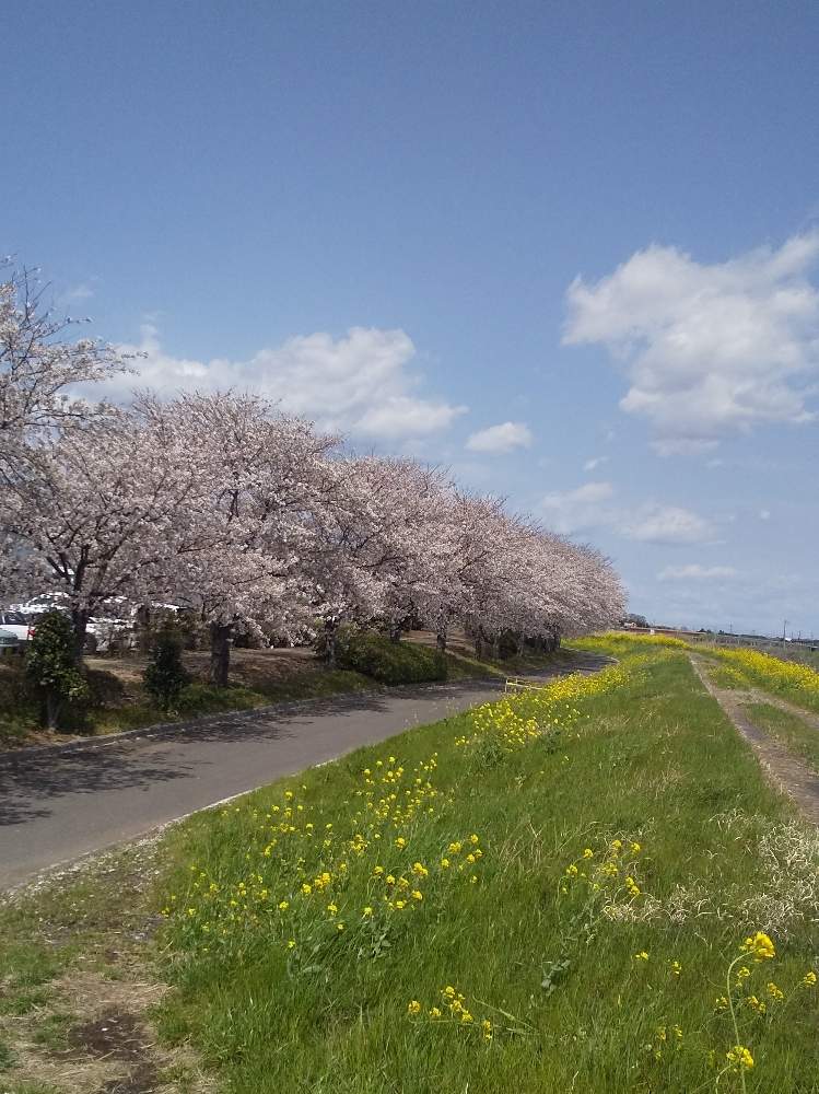 お出かけ先の画像 by ラベンダーさん | お出かけ先と花のある暮らしと2020桜フォトコン