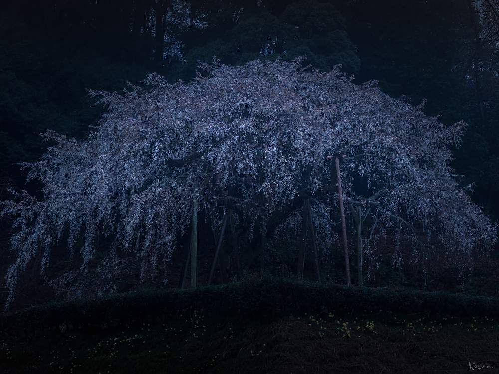 お出かけ先の画像 by Je suis…さん | お出かけ先とサクラと枝垂れ桜とCherry blossomsと奥山田のしだれ桜とエドヒガン桜とWeeping cherry blossomと愛知とamour.と好きな色とお気に入りとJe suis… ,verte.と岡崎とTrès bien!と2020桜フォトコン