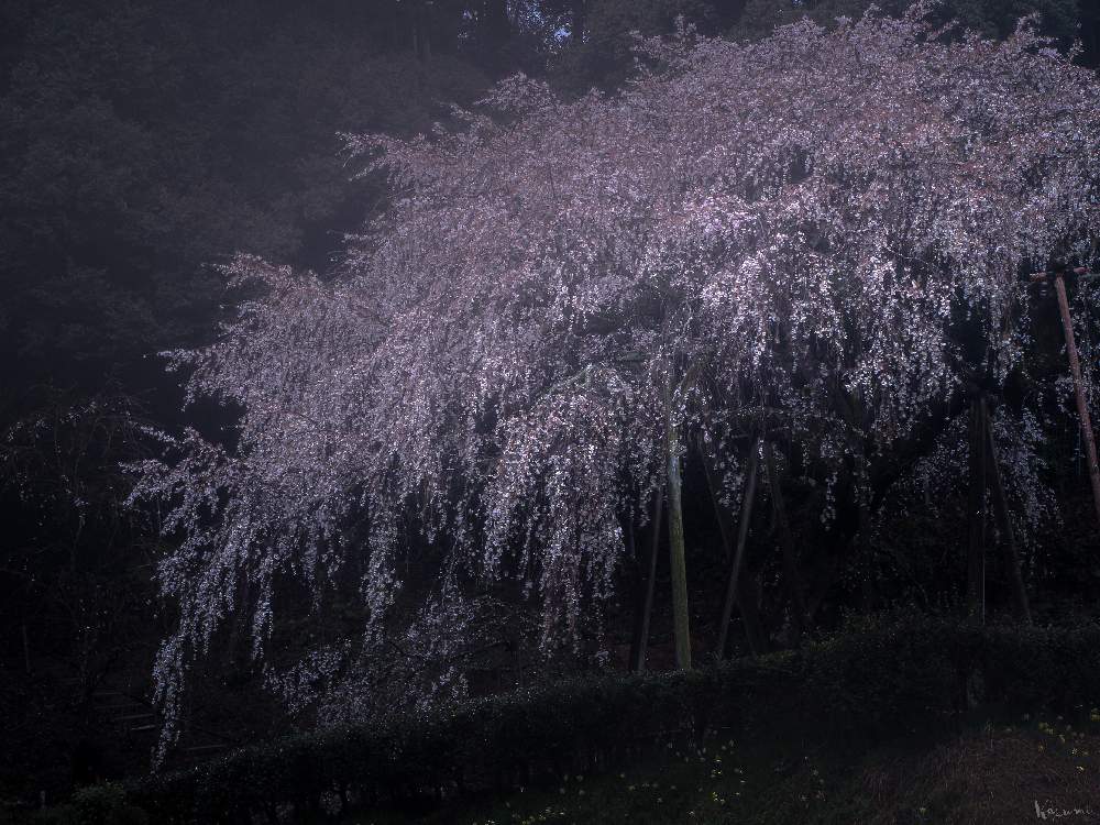 お出かけ先の画像 by Je suis…さん | お出かけ先とサクラと枝垂れ桜とCherry blossomsと奥山田のしだれ桜とエドヒガン桜とWeeping cherry blossomと好きな色と2020桜フォトコン