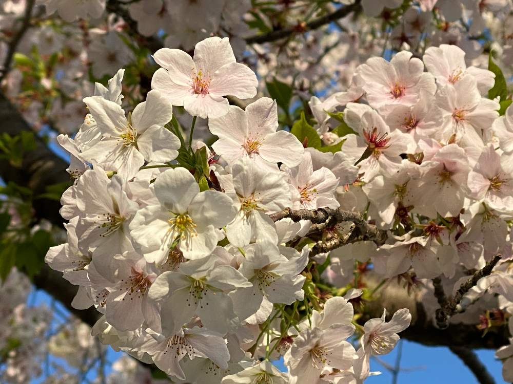 お出かけ先の画像 by ayuayucchiさん | お出かけ先とさくら サクラ 桜と花のある暮らしとさくらさくら咲け咲けさくらとiPhone11Proで撮影とiPhone 11PROで撮影