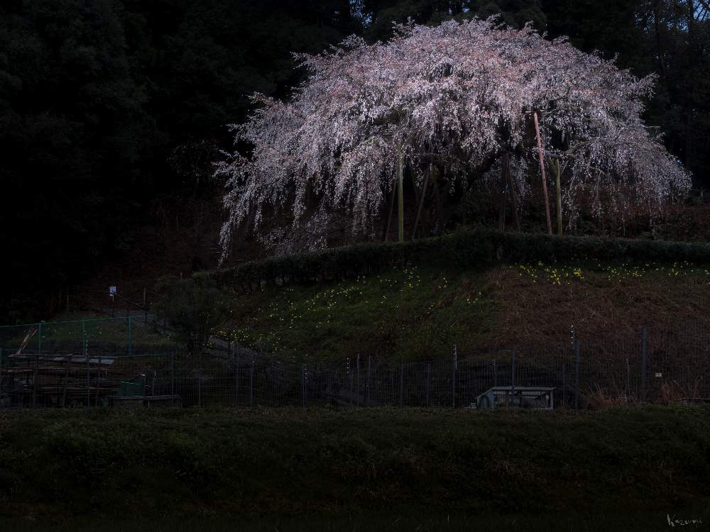 お出かけ先の画像 by Je suis…さん | お出かけ先とサクラと枝垂れ桜とCherry blossomsと奥山田のしだれ桜とエドヒガン桜とWeeping cherry blossomと愛知とamour.と好きな色とお気に入りとJe suis… ,verte.と岡崎とTrès bien!と2020桜フォトコン