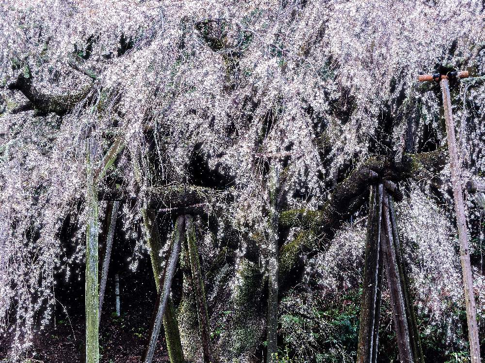 お出かけ先の画像 by Je suis…さん | お出かけ先とサクラと枝垂れ桜とCherry blossomsと奥山田のしだれ桜とエドヒガン桜とWeeping cherry blossomと愛知とamour.と好きな色とお気に入りとJe suis… ,verte.と岡崎とTrès bien!と2020桜フォトコン