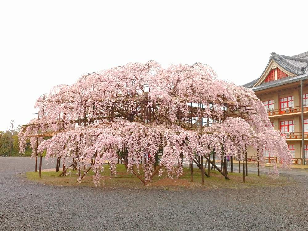 お出かけ先の画像 by toshi17さん | お出かけ先としだれ桜としあわせ色とスマホ撮影と2020桜フォトコンとかわいい♡とお写んぽとサクラ咲く♪と華やかと可憐とGS映えとピンクワールドと癒される♪と爽やか~と元気色と綺麗と鮮やか とビックリと花のある暮らしとそのへんloveと奈良
