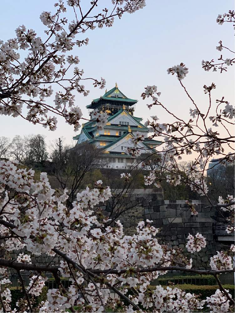 お出かけ先の画像 by Okavangoさん | お出かけ先とさくら サクラ 桜と2020桜フォトコンと三春色と大阪城公園の四季と春・OSAKAと春・萌ゆと大坂城と城郭・天守閣と桜・もも・ピンク