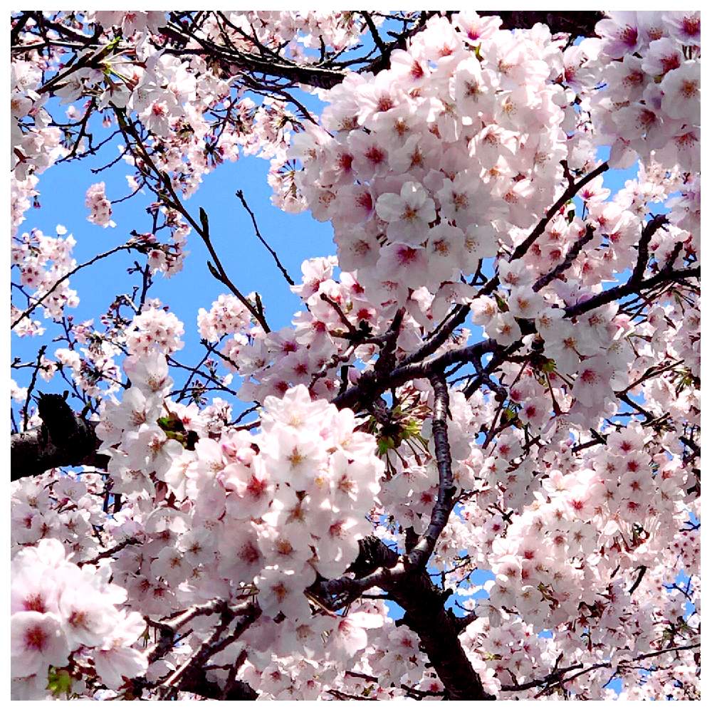 お出かけ先の画像 by コニー✨さん | お出かけ先と2020年の桜と春のお花とお花を見て元気と植中毒とバラと夢CLUBと多肉女子と可愛い〜♡とプレ企画敗者復活戦と毎日お疲れと1周年バラと夢CLUB