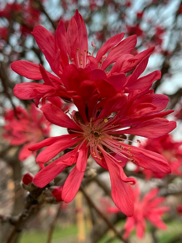 お出かけ先の画像 by Okavangoさん | お出かけ先と桃の花と三春色と大阪城公園の四季と春・OSAKAと春・萌ゆと大阪城桃園と赤・紅・あか・レッド