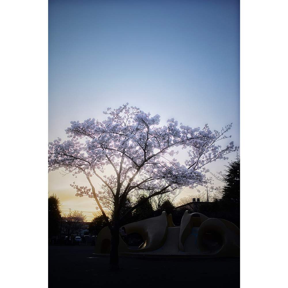 の画像 by nesoさん | ソメイヨシノとさくら サクラ 桜と2020桜フォトコンと桜祭り2020とローカルカメラマンかな?!(笑)とベイヤーと近所