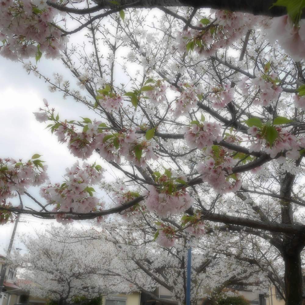 お出かけ先の画像 by 由美子さん | お出かけ先とさくら サクラ 桜とみどりのある暮らしとご近所さんと2020桜フォトコンと桜祭り2020とLUMIX gf7と頑張れ兵庫♡とミラーレス一眼と花のある暮らし