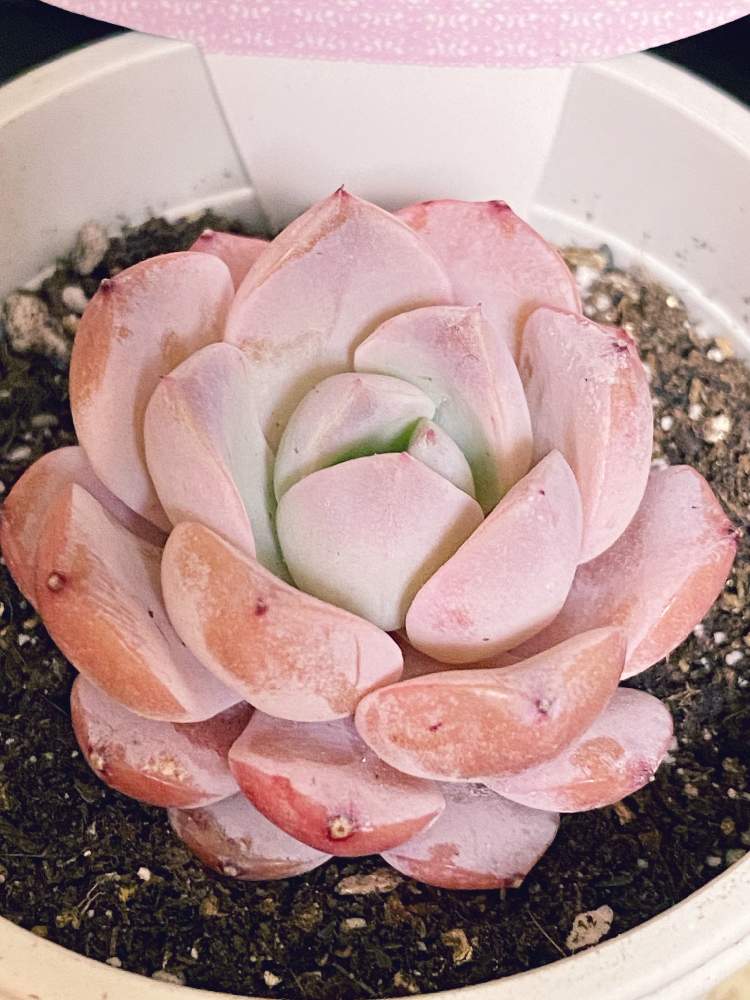 部屋の画像 by なおさん | 部屋とアメイジング・グレイスと多肉植物と植物愛がとまらないとよろしくお願いしますと植物大好きとピンク❤︎ピンクと大好きとアメイジンググレイス♡と植中毒とエケベリア属と小さな幸せ♡とうれしい!と可愛い