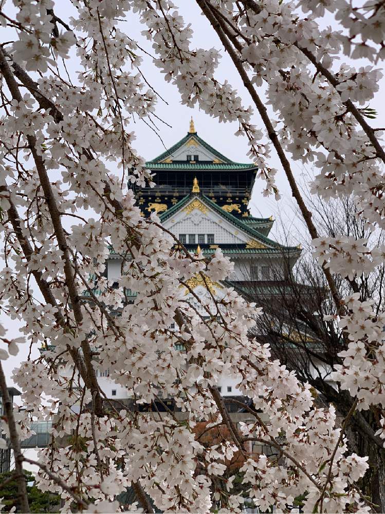 お出かけ先の画像 by Okavangoさん | お出かけ先とさくら サクラ 桜と2020桜フォトコンと三春色と大阪城公園の四季と春・OSAKAと春・萌ゆとThis morning!と大坂城と城郭・天守閣と桜・もも・ピンク