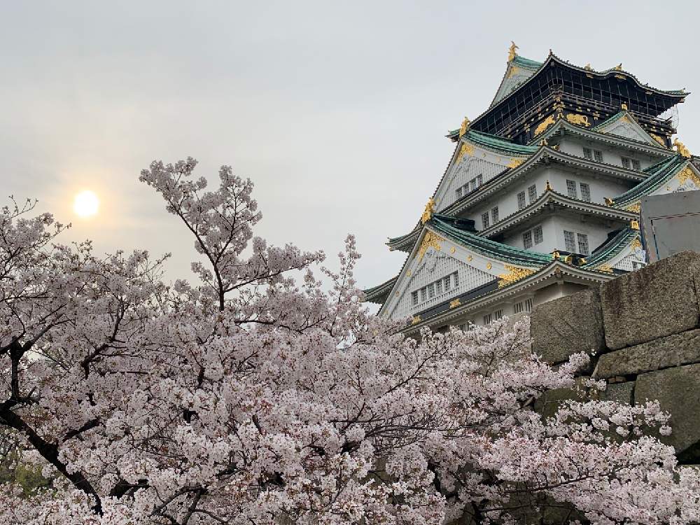 お出かけ先の画像 by Okavangoさん | お出かけ先とさくら サクラ 桜と2020桜フォトコンと三春色と大阪城公園の四季と春・OSAKAと春・萌ゆとThis morning!と大坂城と城郭・天守閣と桜・もも・ピンク