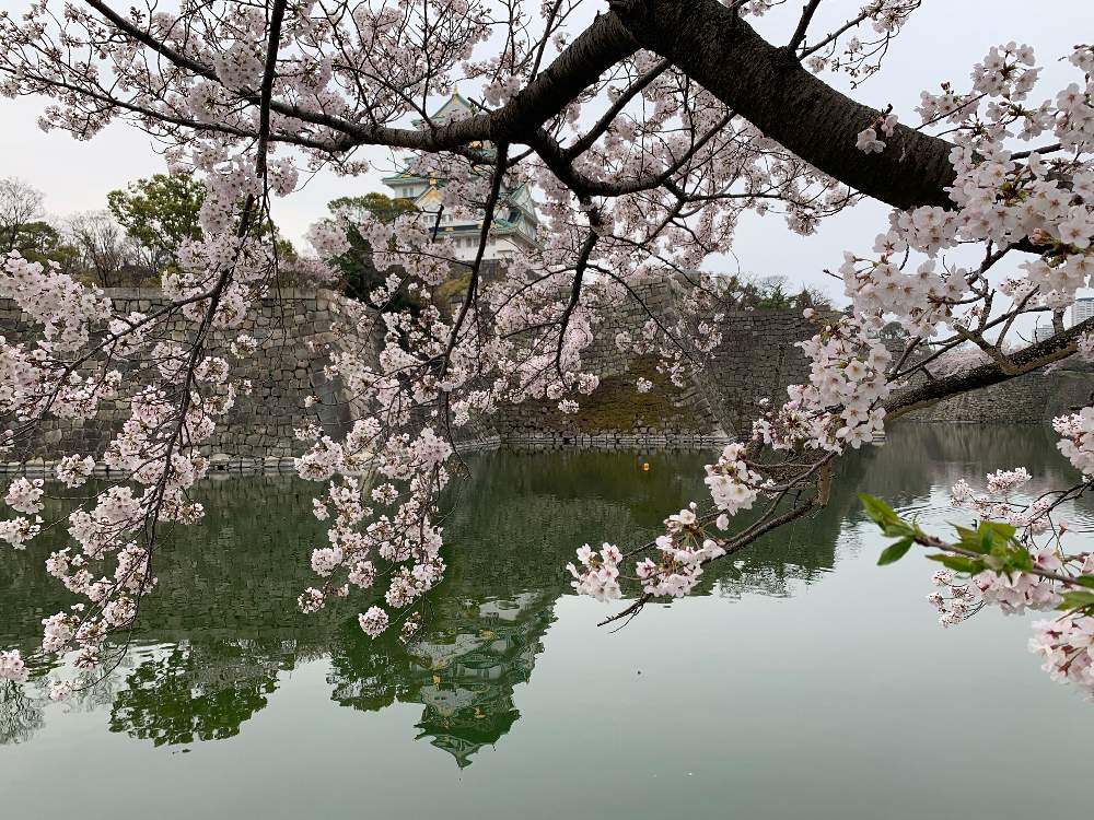 お出かけ先の画像 by Okavangoさん | お出かけ先とさくら サクラ 桜と2020桜フォトコンと三春色と大阪城公園の四季と春・OSAKAと春・萌ゆとThis morning!と大坂城と城郭・天守閣と桜・もも・ピンク