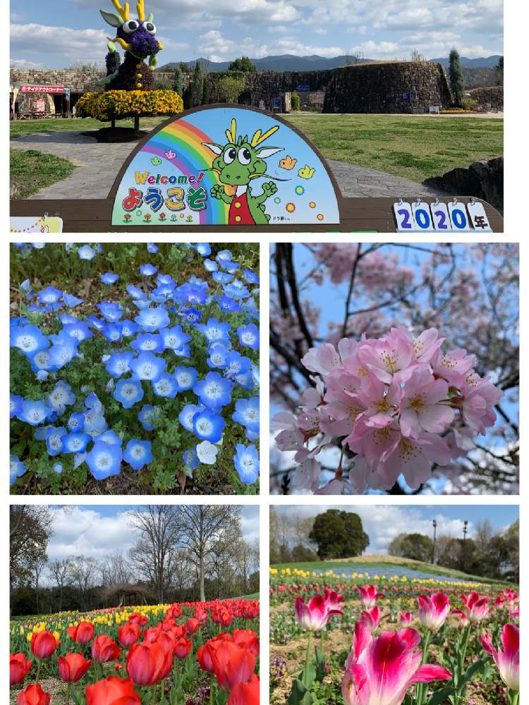 お出かけ先の画像 by さくらさん | お出かけ先と癒される♡と国営まんのう公園と花のある暮らしと4月2日撮影日とうどん県人会とiPhone撮影