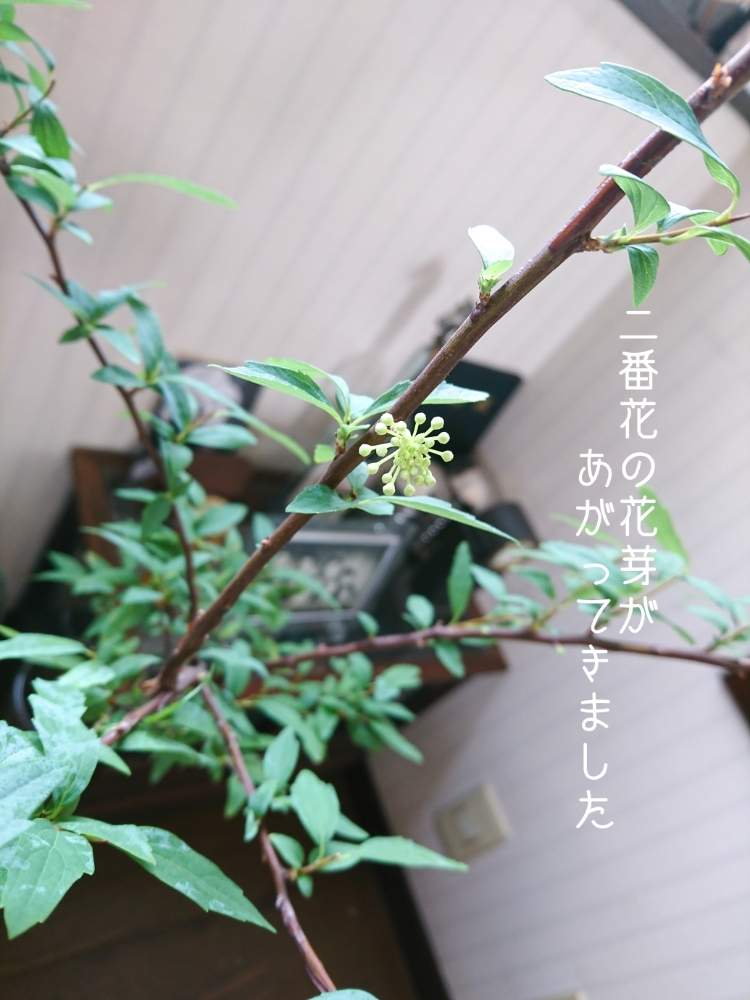 部屋の画像 by たやさん | 部屋とコデマリと花芽と水栽培と和物と室内栽培と発根と枝物と成長記録と大好きな花と春の芽吹きと花のある暮らしと大ぶりの枝物と和の花とコデマリの花芽と切り花と✨No.93✨