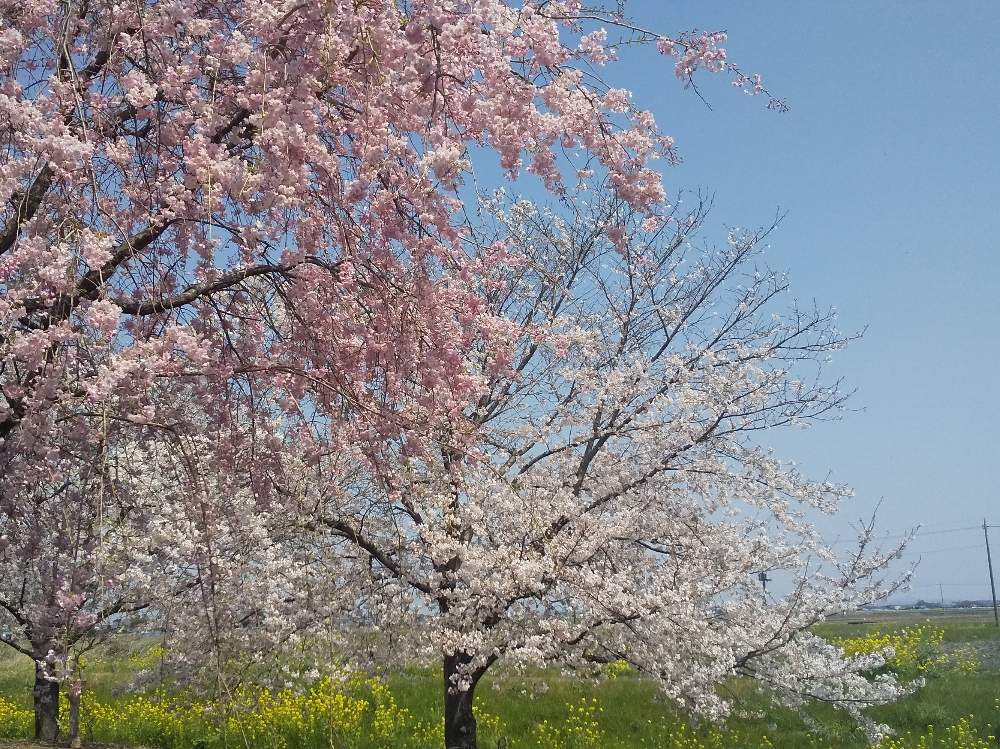 お出かけ先の画像 by ラベンダーさん | お出かけ先と花のある暮らしと2020桜フォトコン