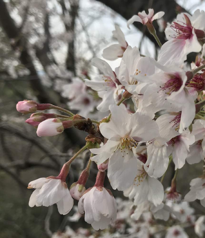 の画像 by 92Aさん | さくら サクラ 桜と桜 さくらとピンクの花とおはなとGS映えと美しく咲くとつぼみと可愛いといやされるとGREEN UP!と花が咲くと新芽