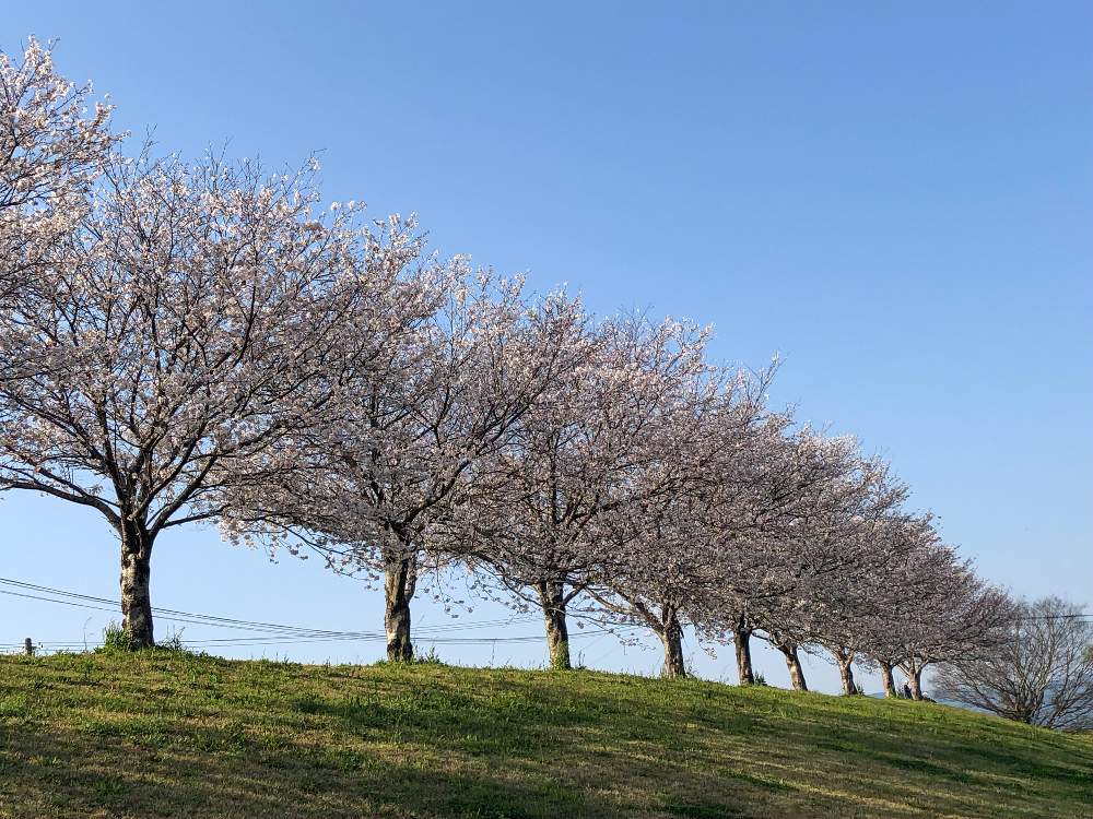 お出かけ先の画像 by rosaさん | お出かけ先と花のある暮らしとさくら 桜 サクラと 桜並木と2020桜フォトコン