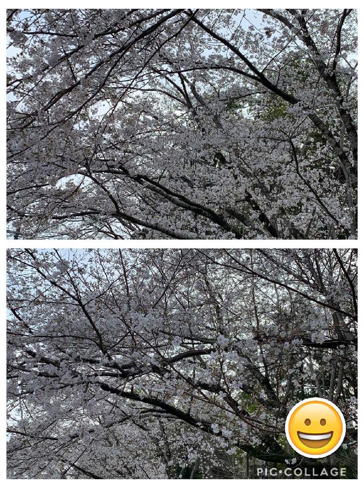 お出かけ先の画像 by さくちゃんさん | お出かけ先と2020新春