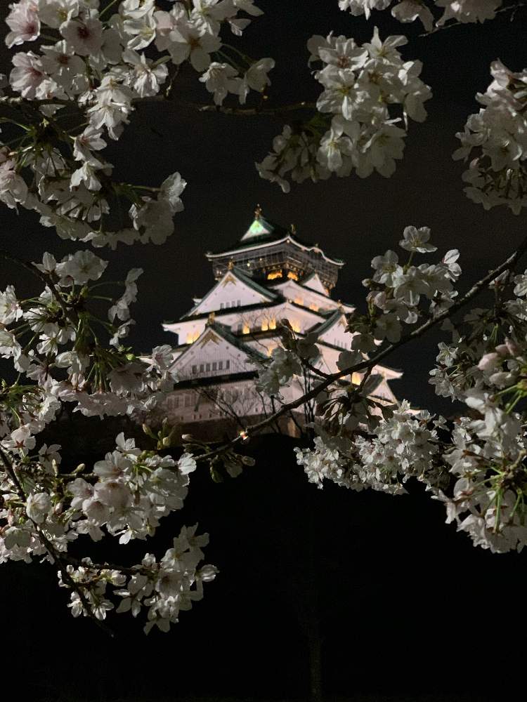 お出かけ先の画像 by Okavangoさん | お出かけ先とさくら サクラ 桜と2020桜フォトコンと三春色と大阪城公園の四季と春・OSAKAと春・萌ゆと大坂城と城郭・天守閣と桜・もも・ピンク