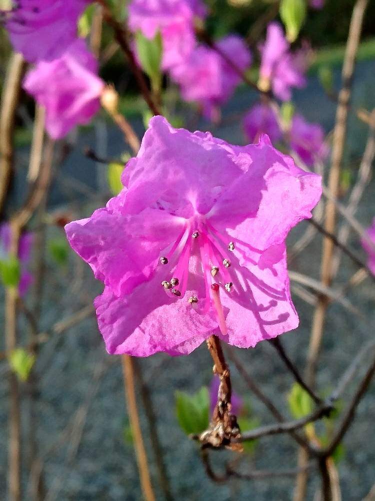お出かけ先の画像 by ロンさん | お出かけ先と名前を教えて!と散歩とピンクの花と仙台と青葉山