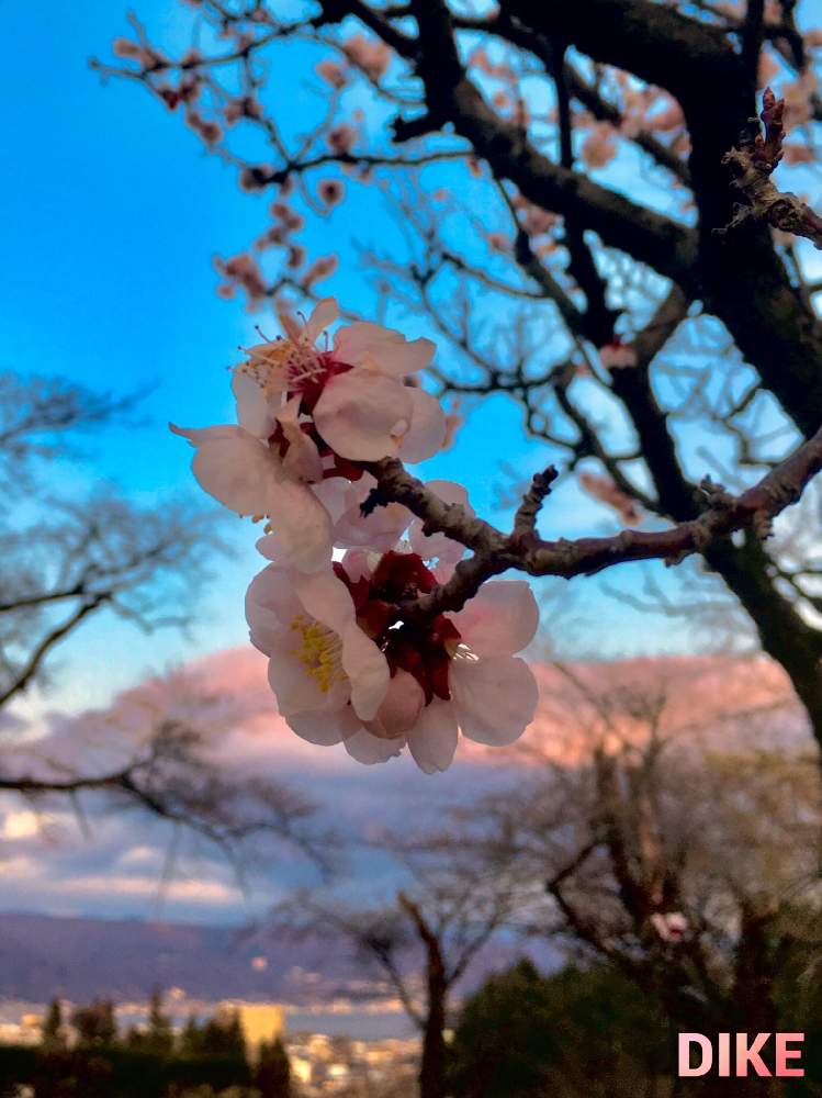 お出かけ先の画像 by 日曜大工さん | お出かけ先とピンクの花と里山大好き協会と湖のある風景と妄想倶楽部