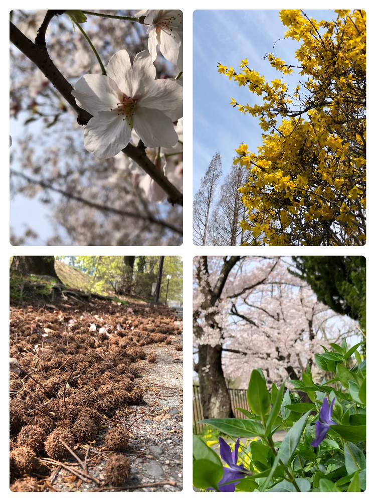 お出かけ先の画像 by えるさん | お出かけ先とソメイヨシノとさくら サクラ 桜と観察日記とGSのみなさんに感謝♡と見てくださってありがとうございます♡