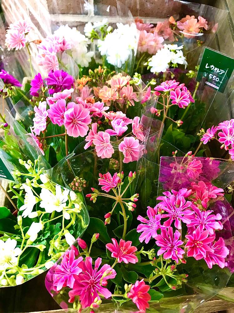 お出かけ先の画像 by TIさん | お出かけ先とレウィシアと五反田のスローな草花たち