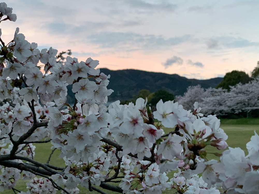 お出かけ先の画像 by Okavangoさん | お出かけ先とさくら サクラ 桜と春・大和路と三春色と春・萌ゆとThis morning!とWonderful JAPANとチラッとだけ公開と桜・もも・ピンクと2020桜フォトコン