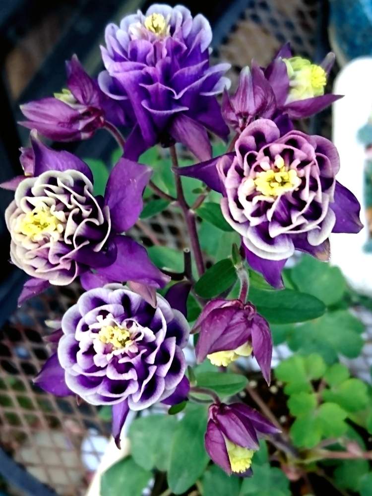 小さな庭の画像 by とともさん | 小さな庭とオダマキの花とプチ・フルールと上向きに咲く
