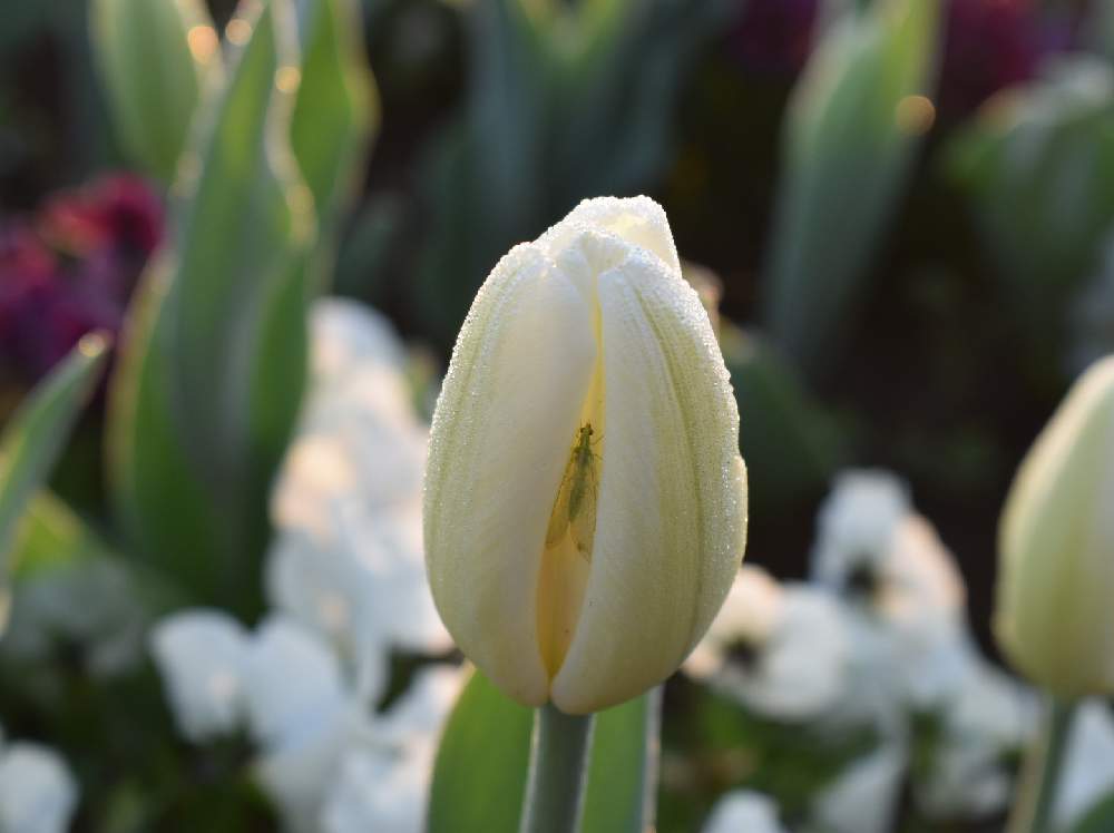 お出かけ先の画像 by 子山羊さん | お出かけ先と花のある暮らしと2020桜フォトコン