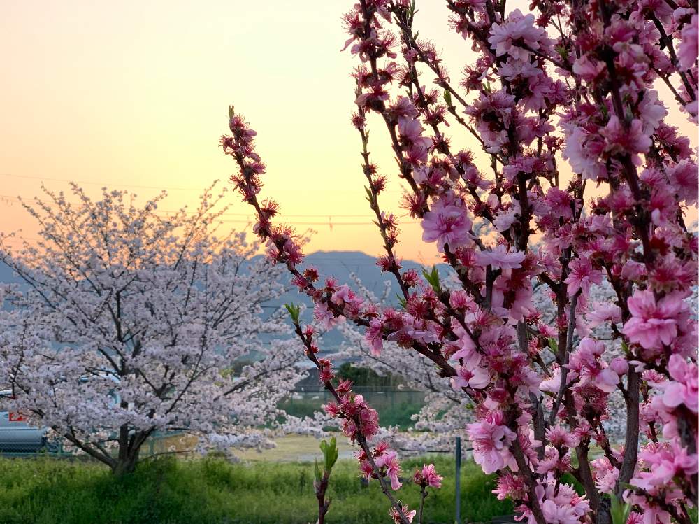 お出かけ先の画像 by Okavangoさん | お出かけ先と桃の花とさくら サクラ 桜と春・大和路と2020桜フォトコンと三春色と春・萌ゆとThis morning!とWonderful JAPANとチラッとだけ公開と桜・もも・ピンク