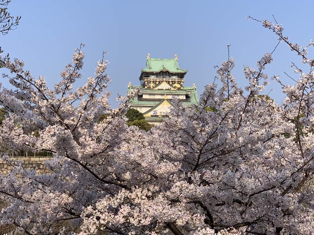 お出かけ先の画像 by Okavangoさん | お出かけ先とさくら サクラ 桜と2020桜フォトコンと三春色と大阪城公園の四季と春・OSAKAと春・萌ゆとThis morning!と大坂城とWonderful JAPANと青・スカイブルーと城郭・天守閣と桜・もも・ピンク